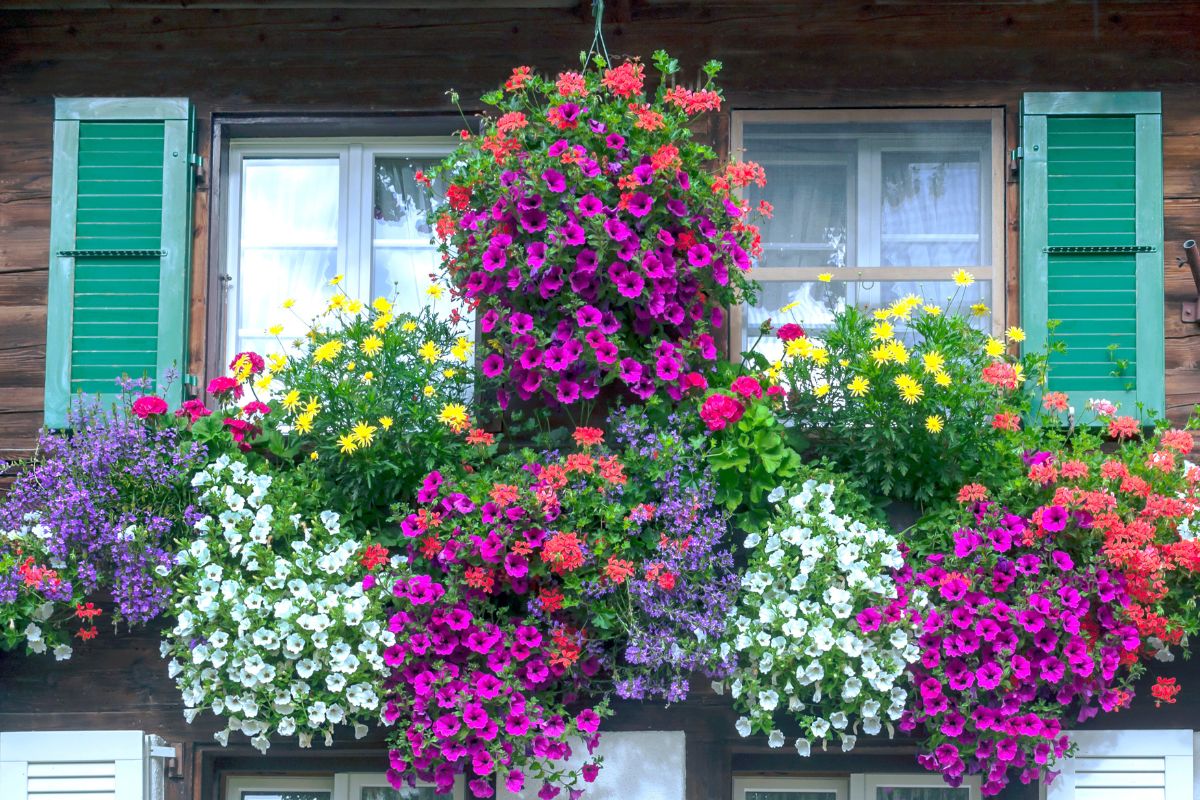 mix di piante per balcone