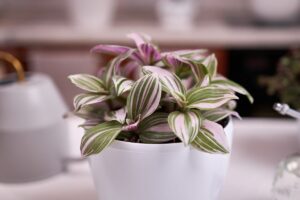 come moltiplicare la tradescantia