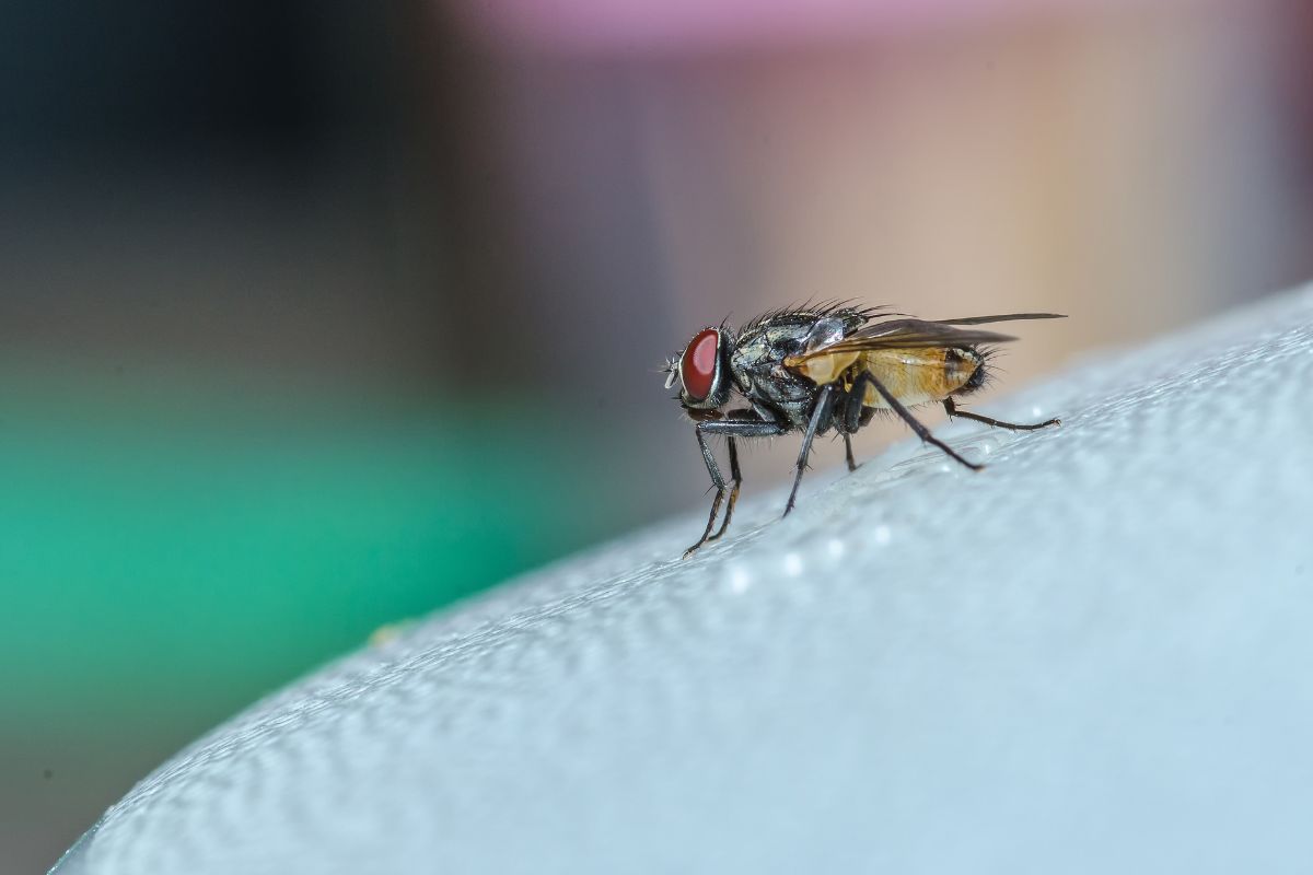 trappole naturali contro mosche e formiche