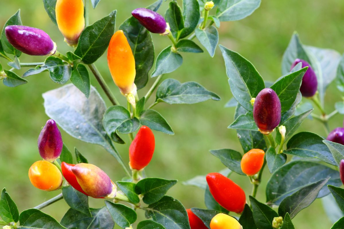 peperoncini ornamentali come coltivarli