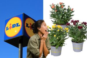 lidl piante ornamentali agosto