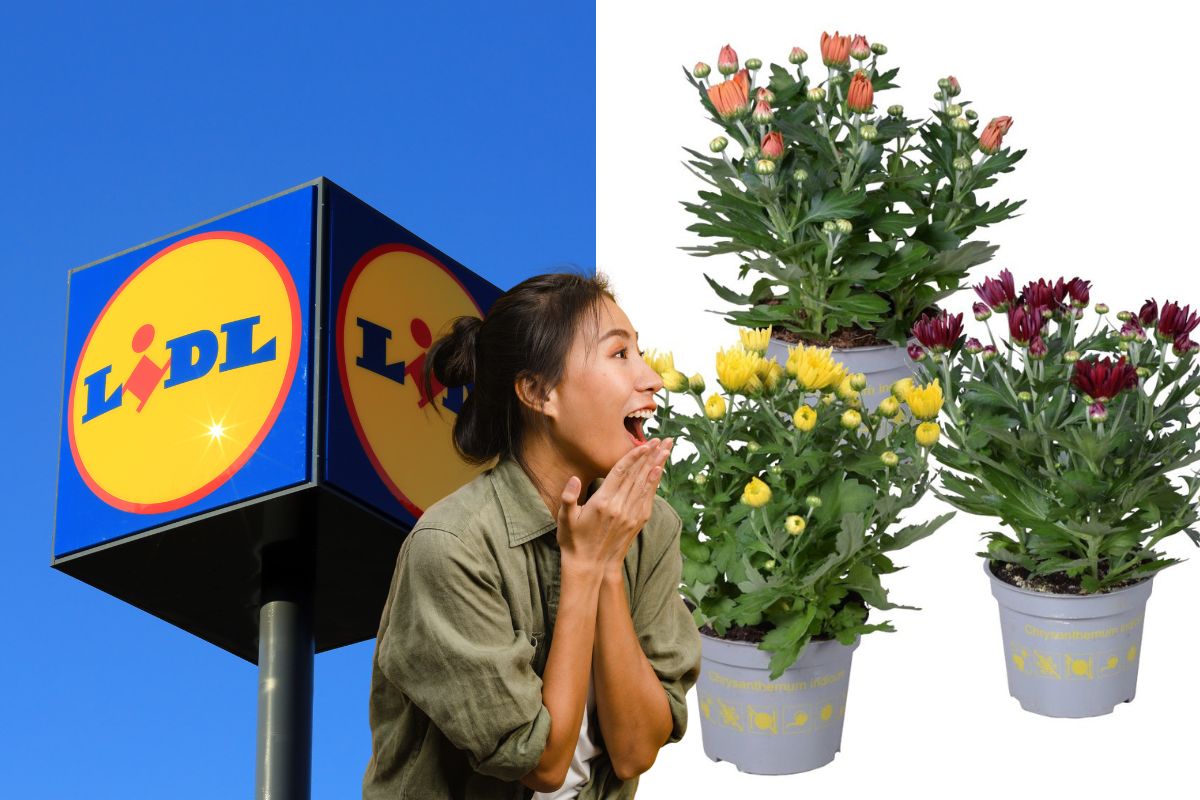 lidl piante ornamentali agosto