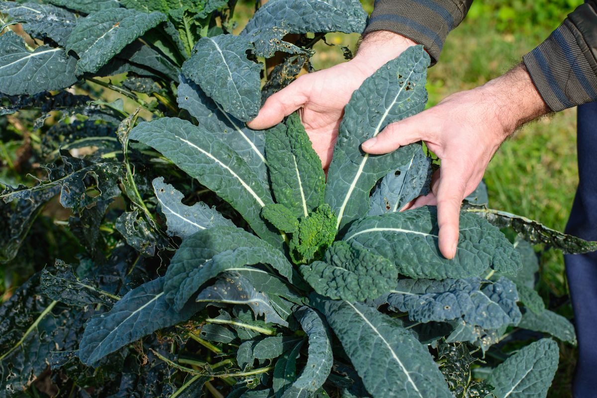 ortaggi da piantare e raccogliere in autunno