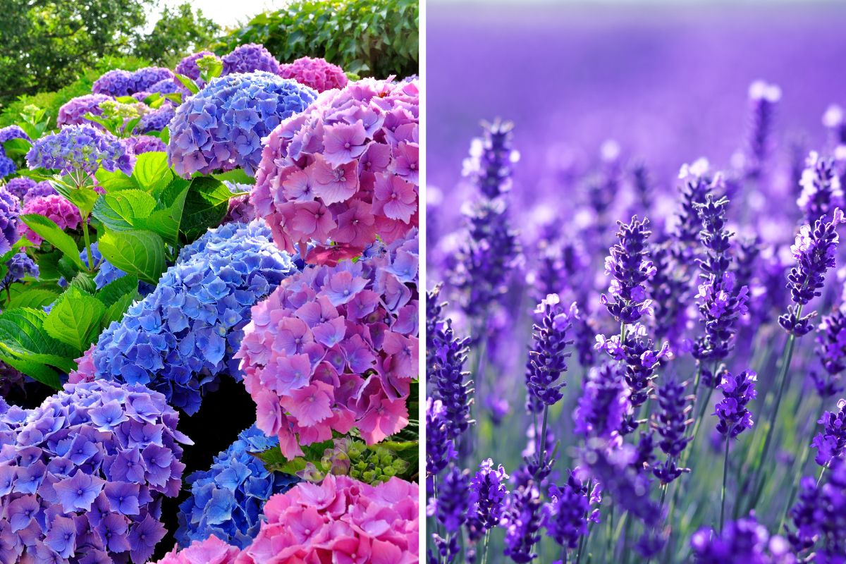 giardino con ortensia e lavanda