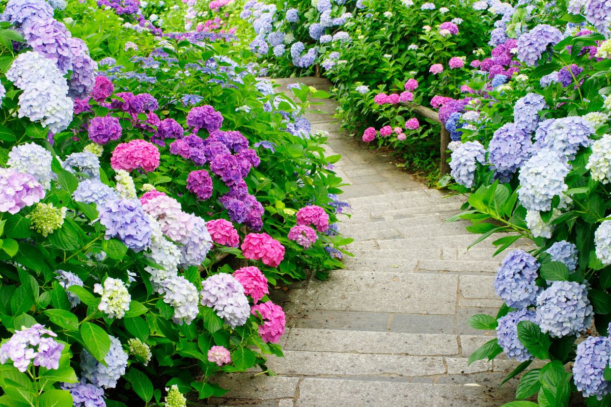 fiori che cambiano colore in base al ph