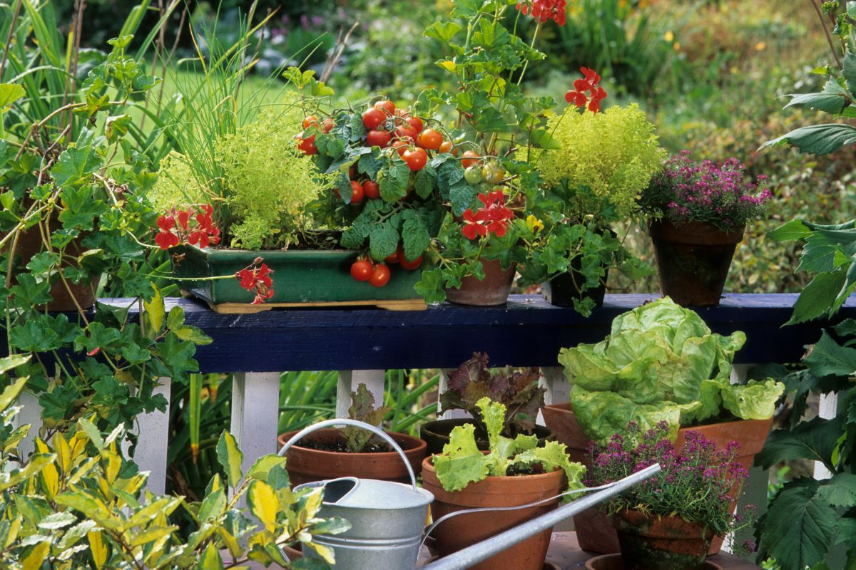 prepara orto autunnale per piantare in balcone