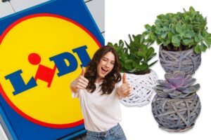 lidl piante ornamentali