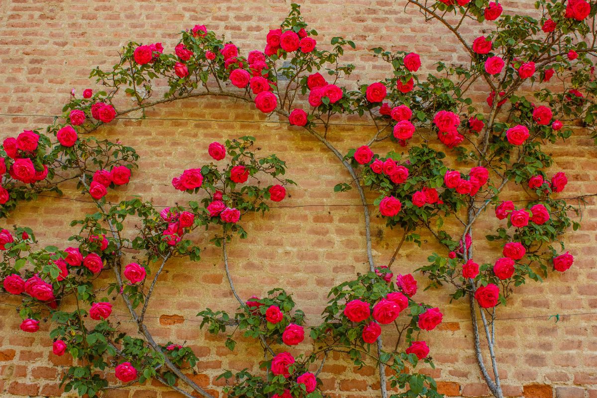 rose rampicanti