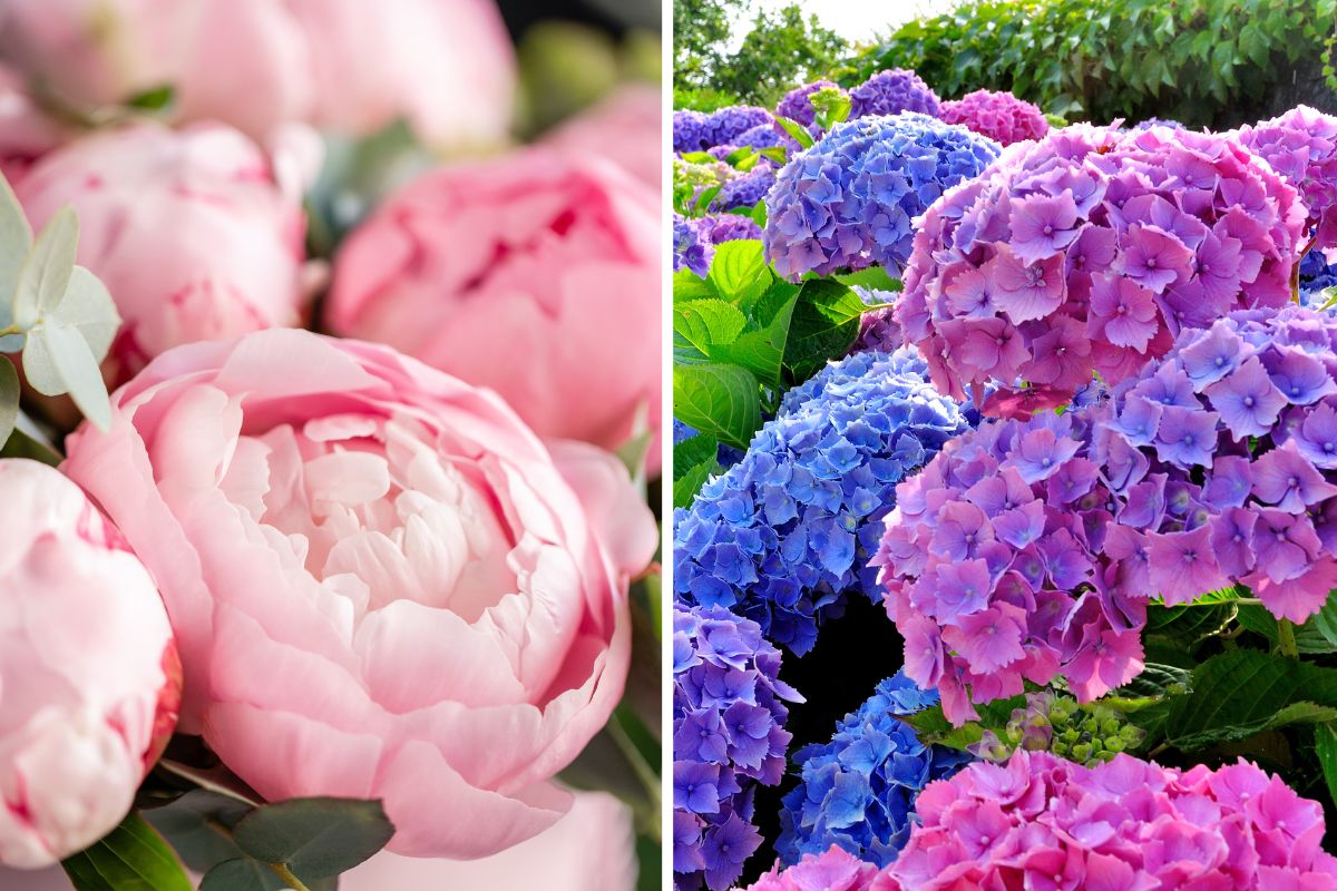 combinazioni scenografiche di fiori
