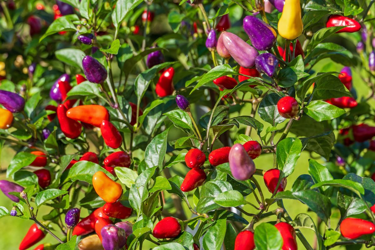 peperoncini ornamentali