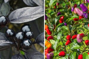 come coltivare i peperoncini ornamentali