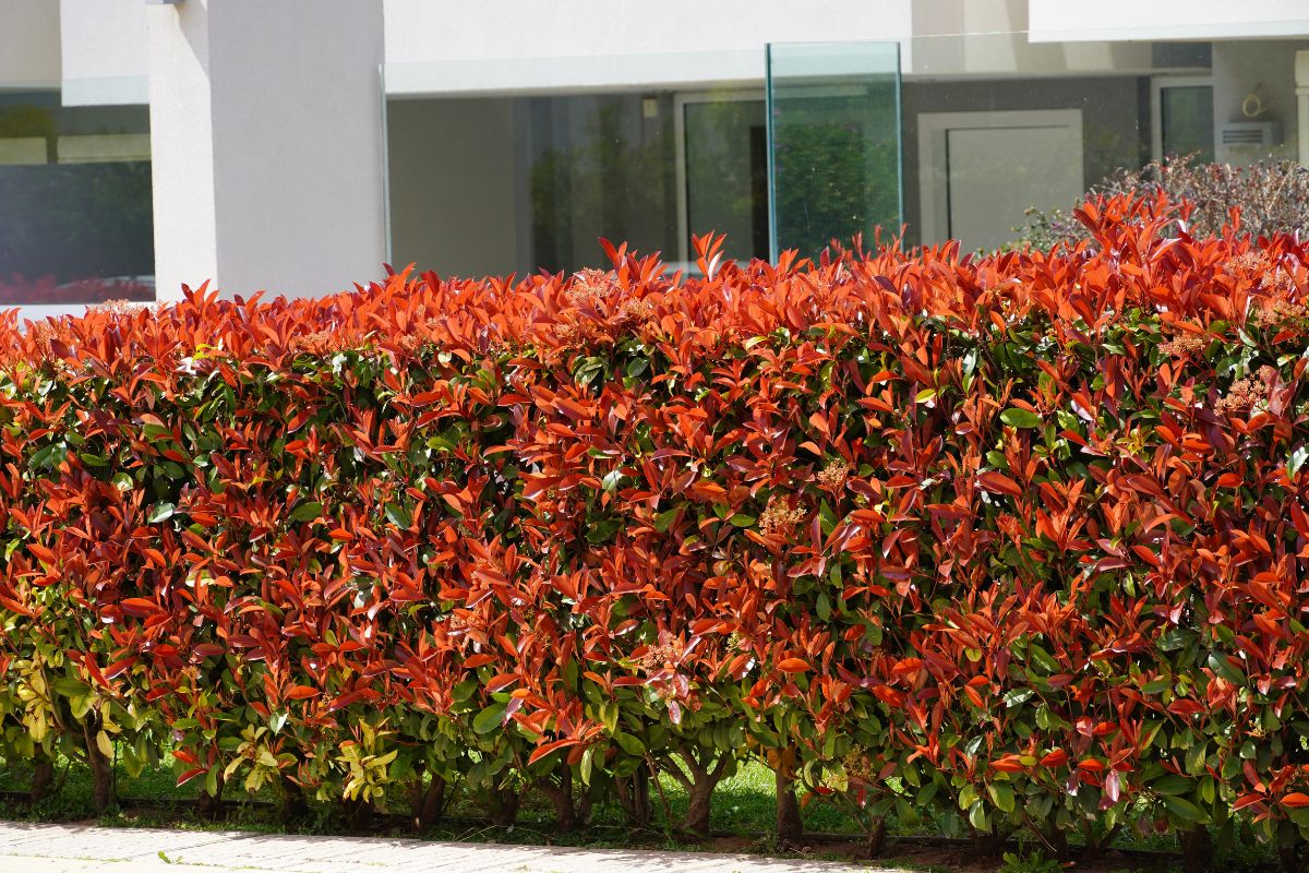 arbusti perenni in giardino