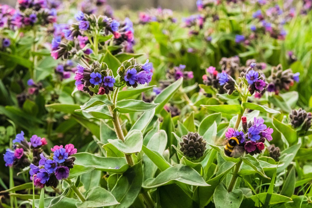 piante perenni per aiuole colorate