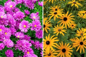 aiuole in fiore a settembre
