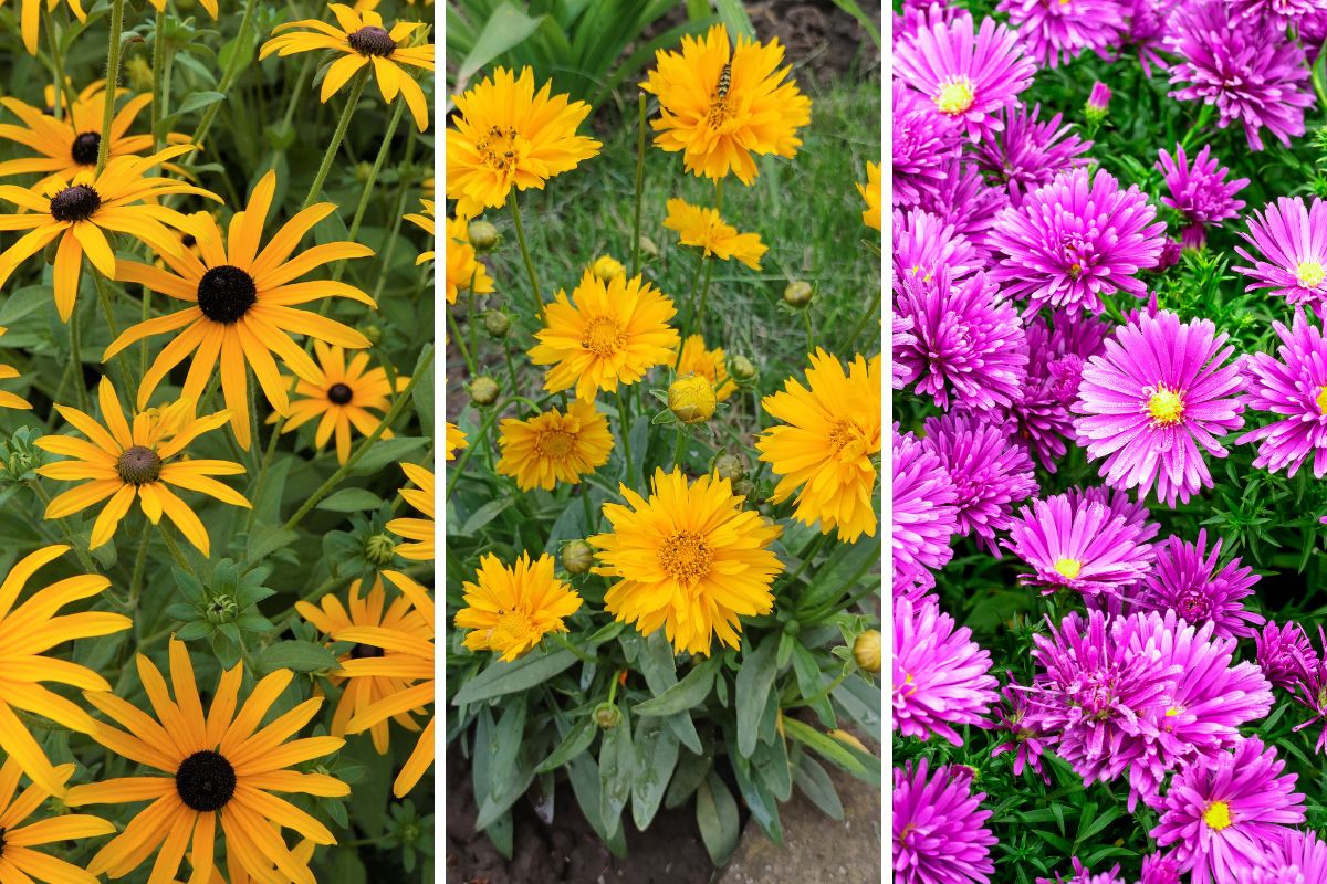 aiuole in fiore a settembre