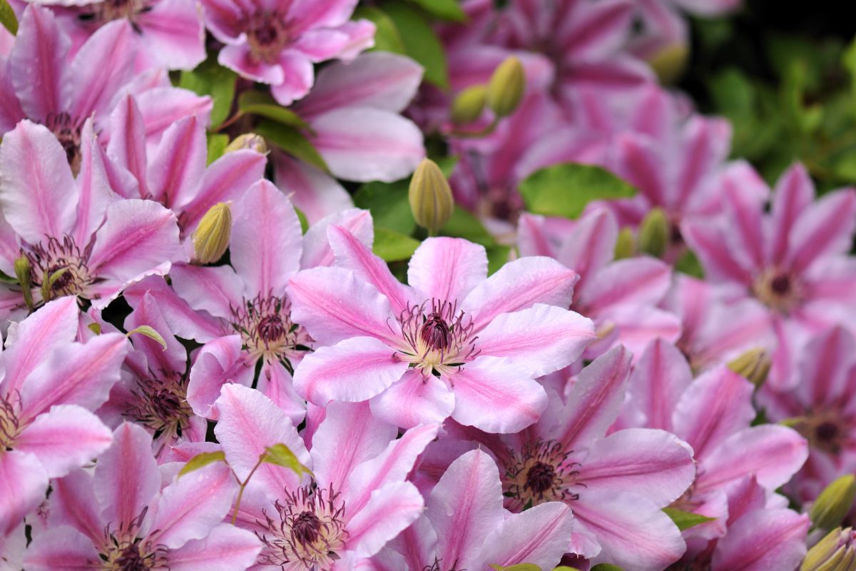 fiori clematis nelly moser