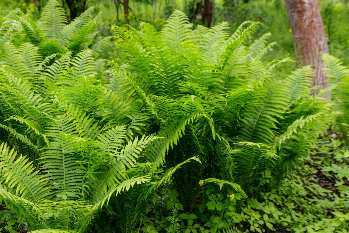 piante aiuole colorate in ombra