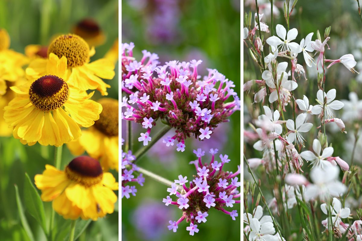fiori di fine estate