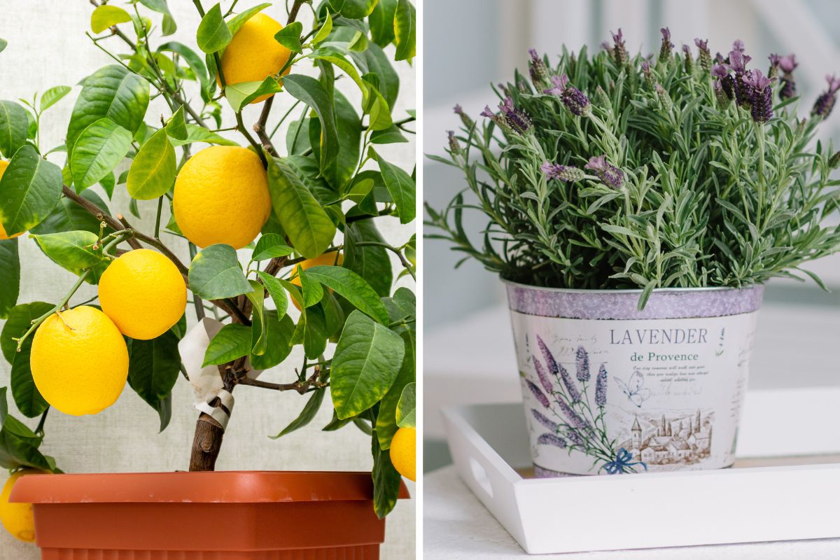 profumo di agrumi e lavanda in casa