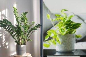 arredare con piante verdi