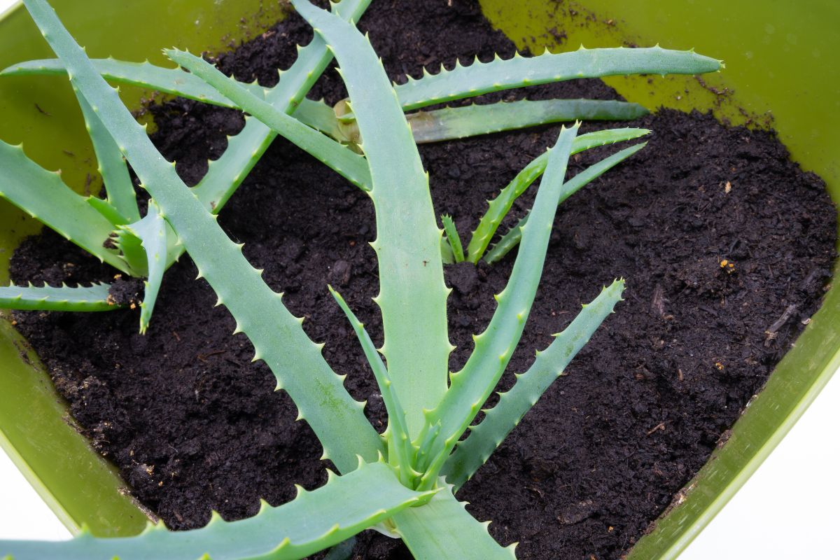 come propagare l’aloe vera ad agosto