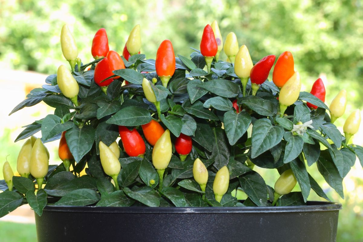 come coltivare i peperoncini ornamentali