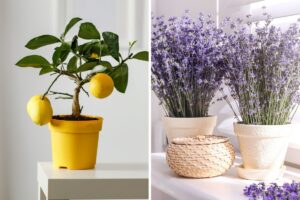 piante per angolo relax mediterraneo
