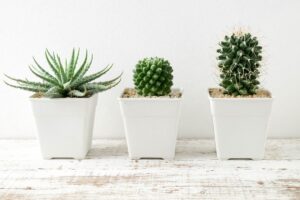 propagazione cactus con frutta