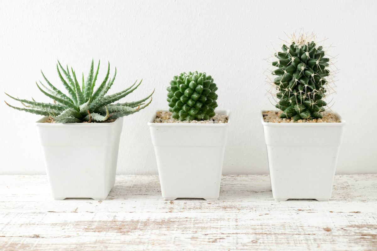 propagazione cactus con frutta