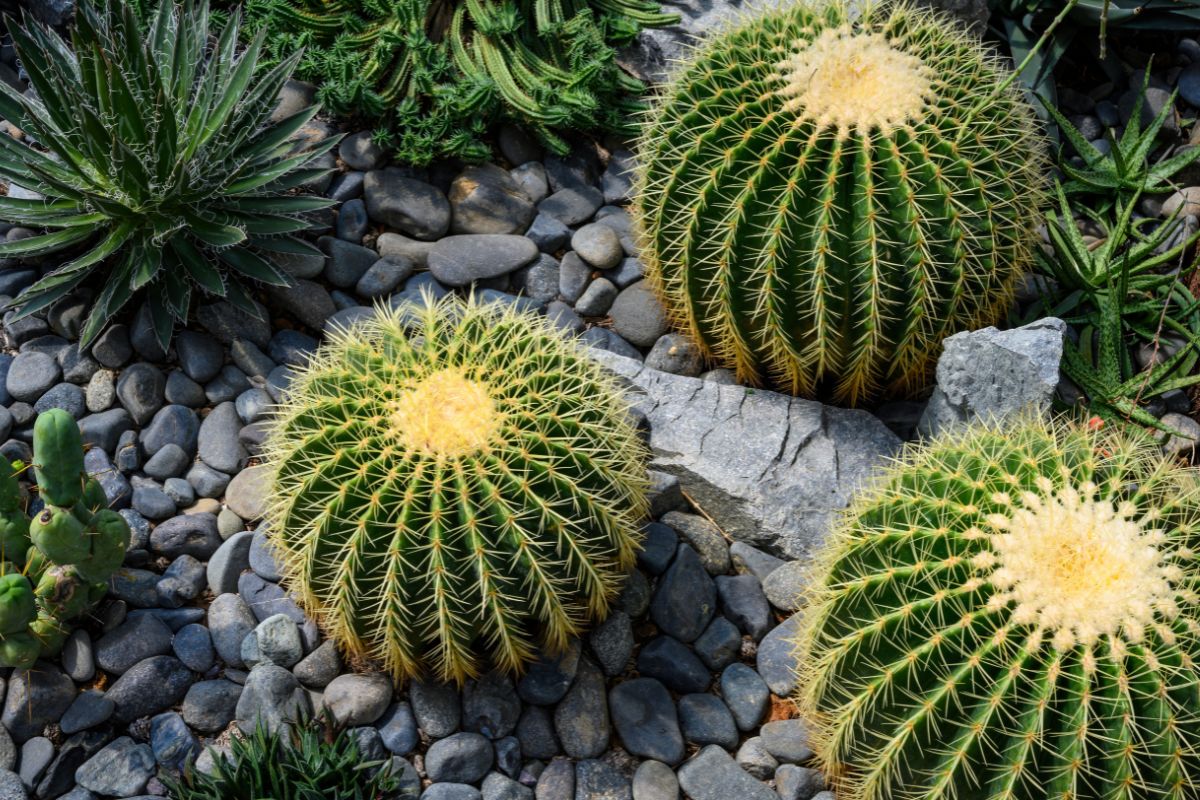 propagare cactus con fetta di frutta