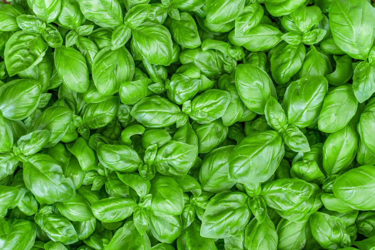 propagazione da ramo spezzato di basilico