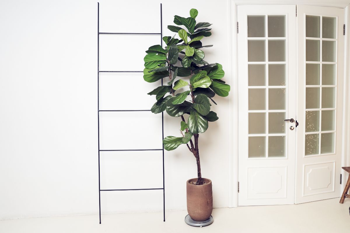 ficus lyrata che purifica l’aria