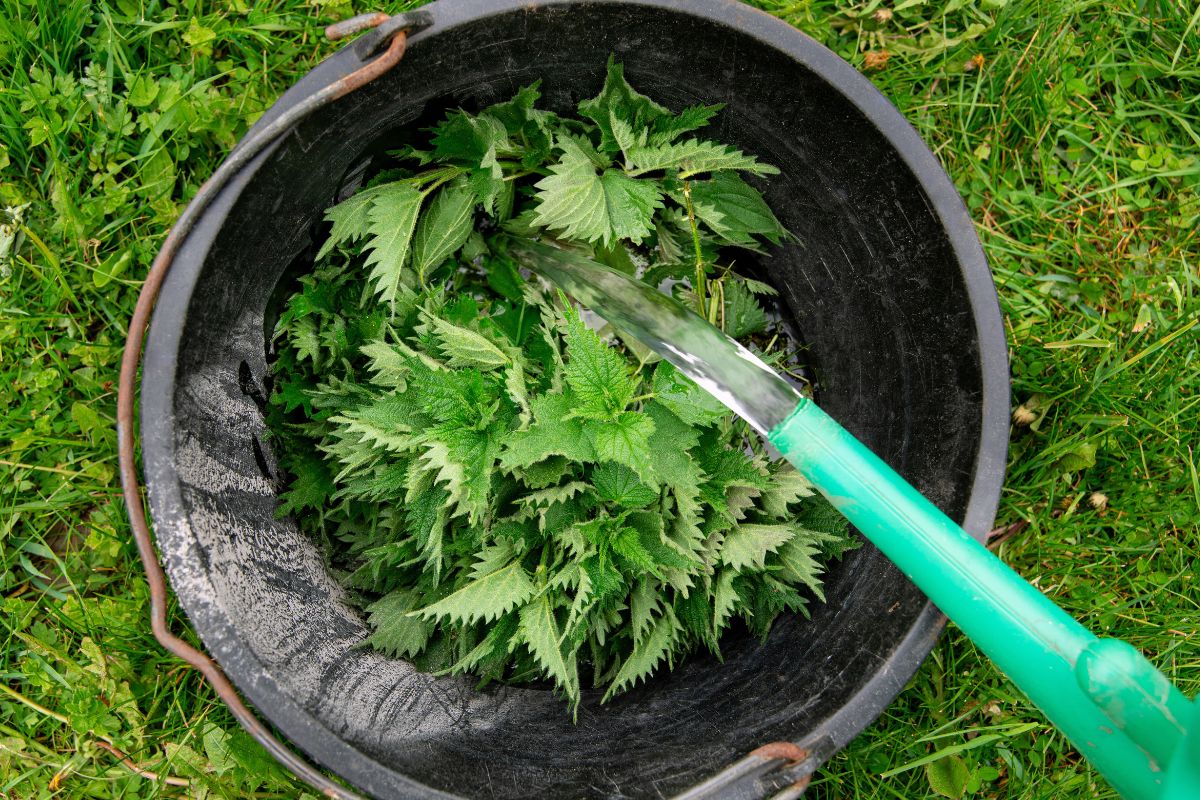concime liquido fatto in casa