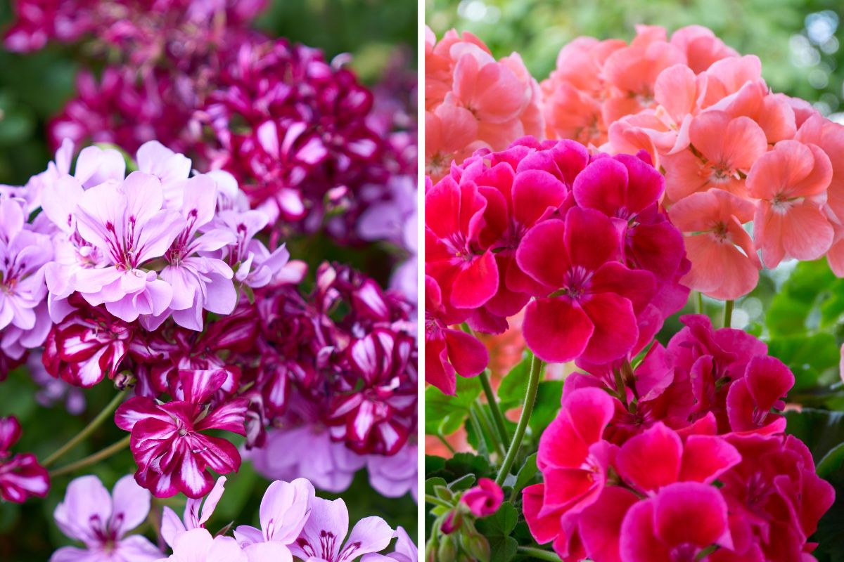 mix naturale per fiori gerani