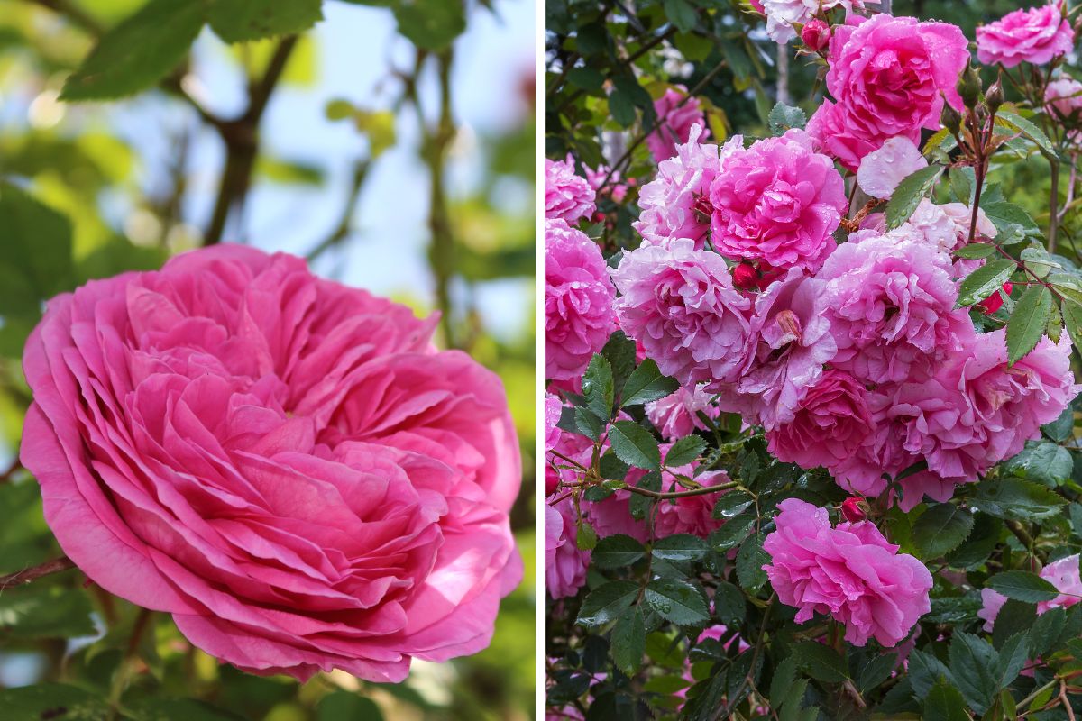 rose che sopportano il freddo