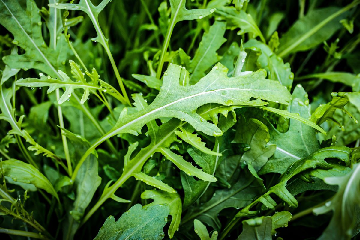 agosto in balcone verdure a crescita veloce