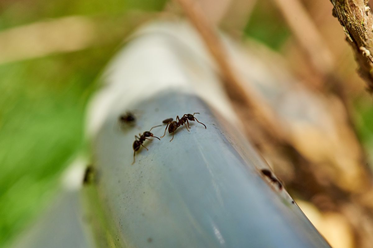 buccia d’arancia nel vaso contro formiche