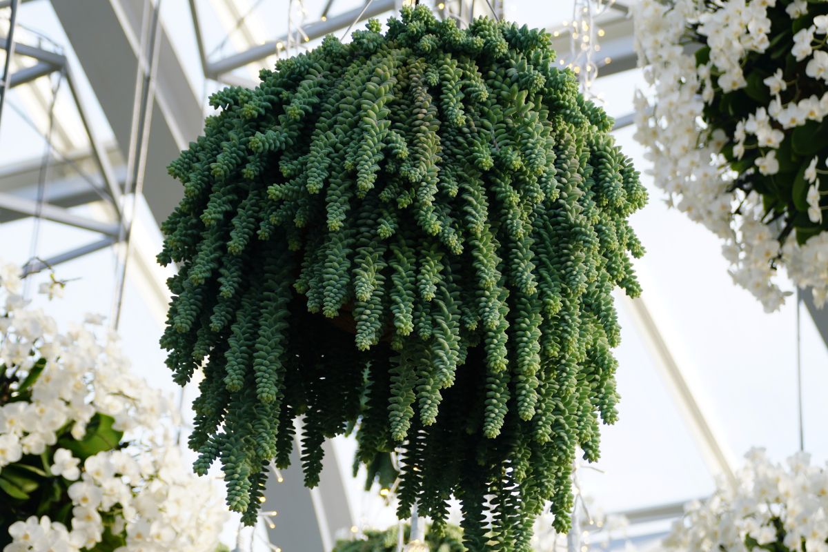 succulente sospese per balcone