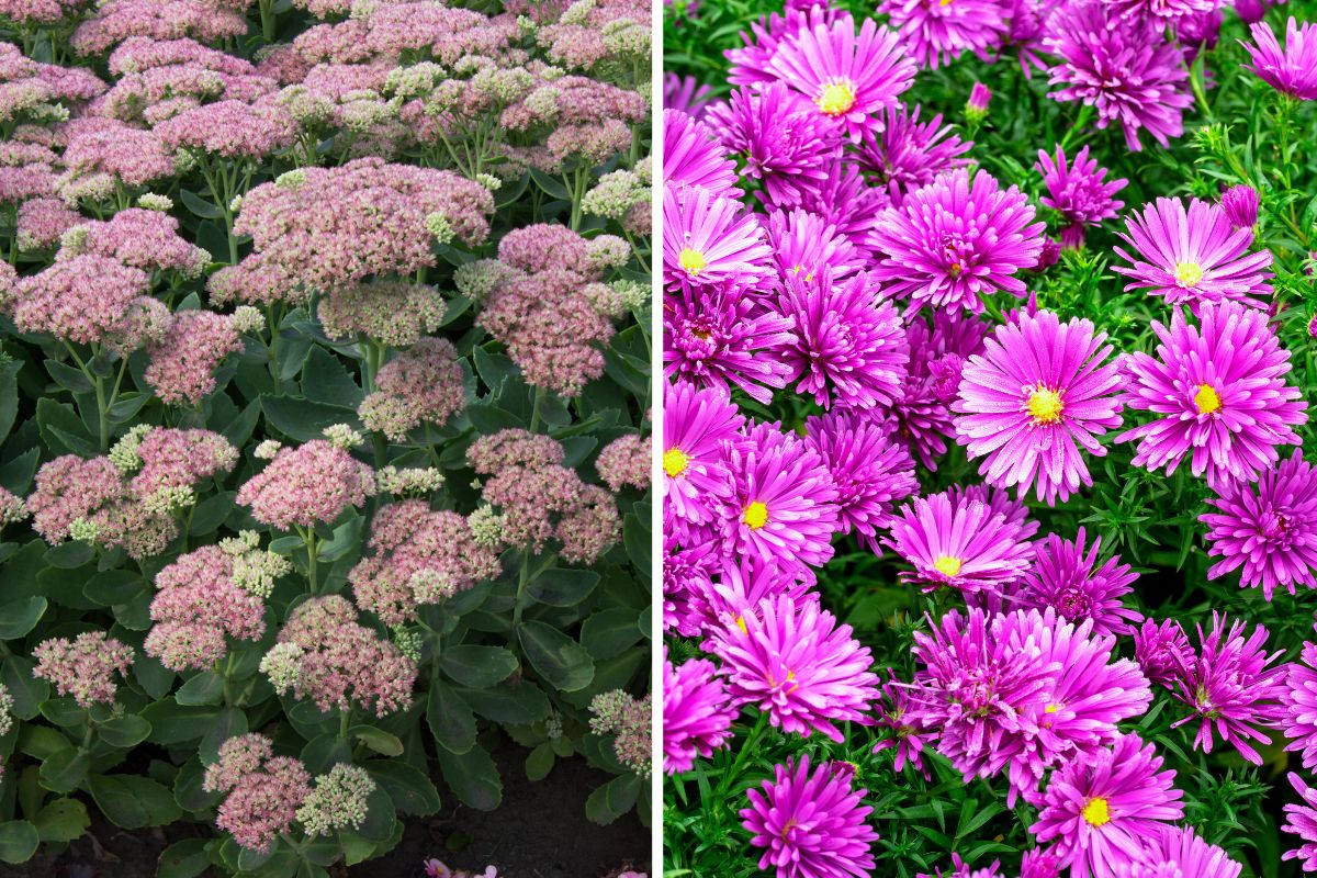 fiori che sbocciano tra ferragosto e settembre