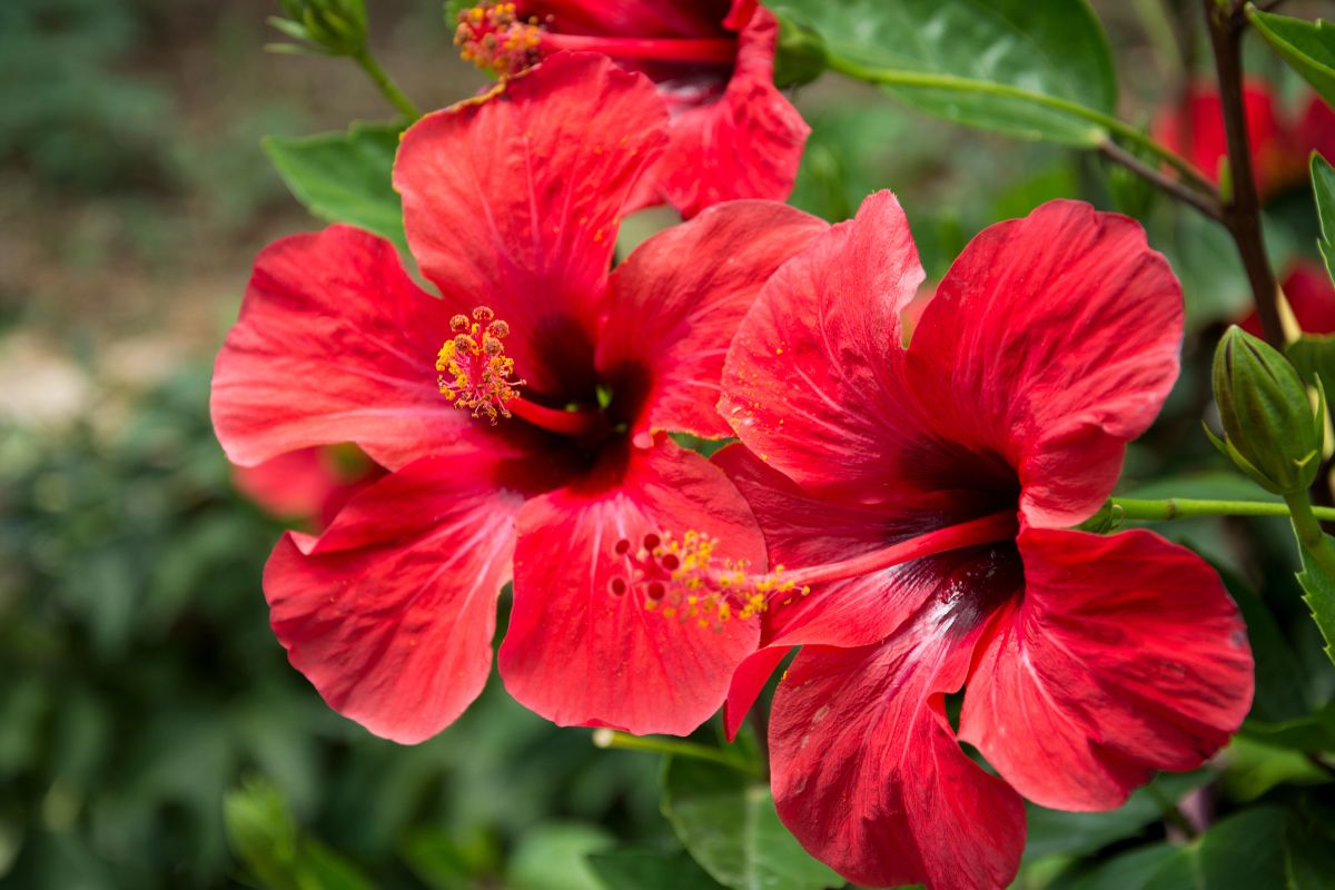 come fa fiorire l'ibisco