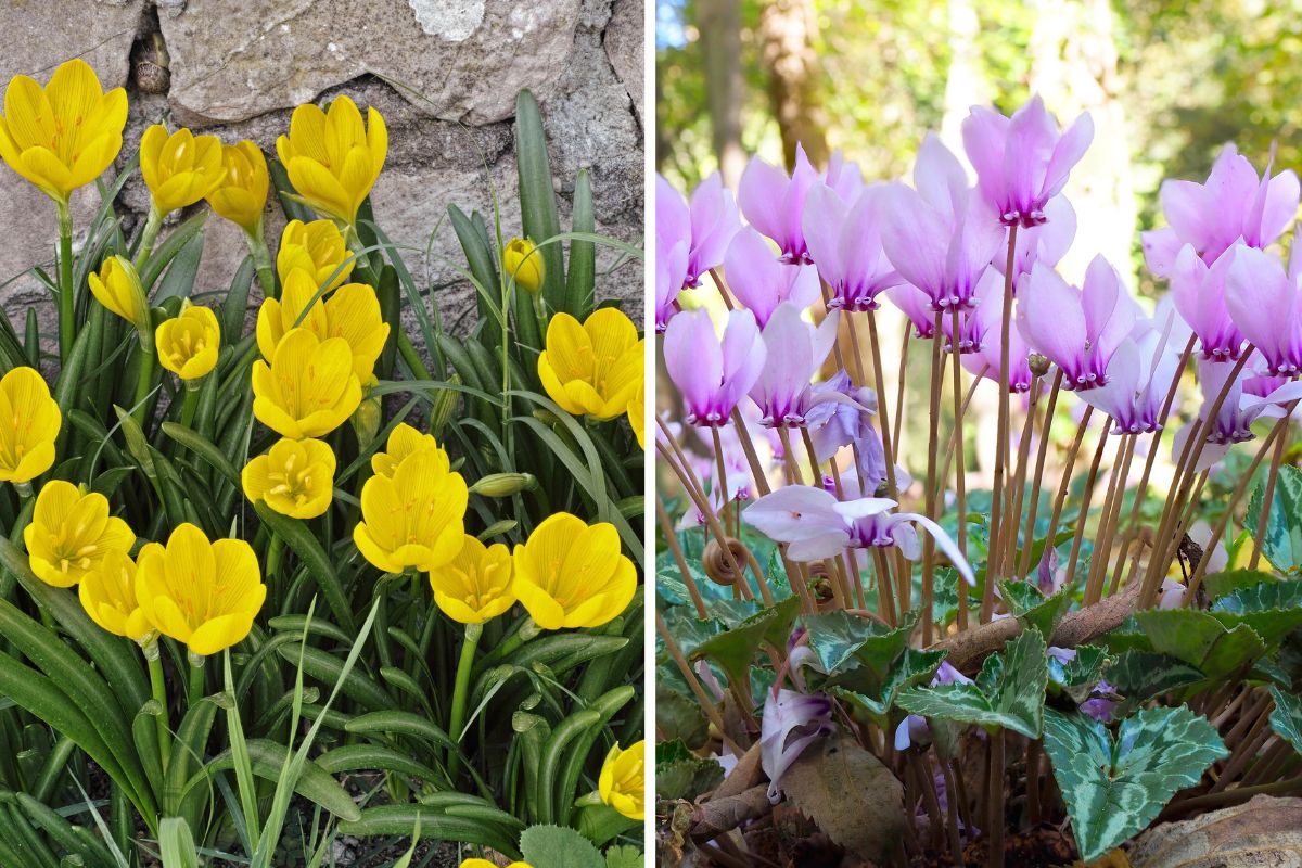 fiori che sbocciano tra ferragosto e settembre