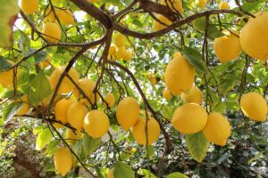 fruttificazione dei limoni ad agosto