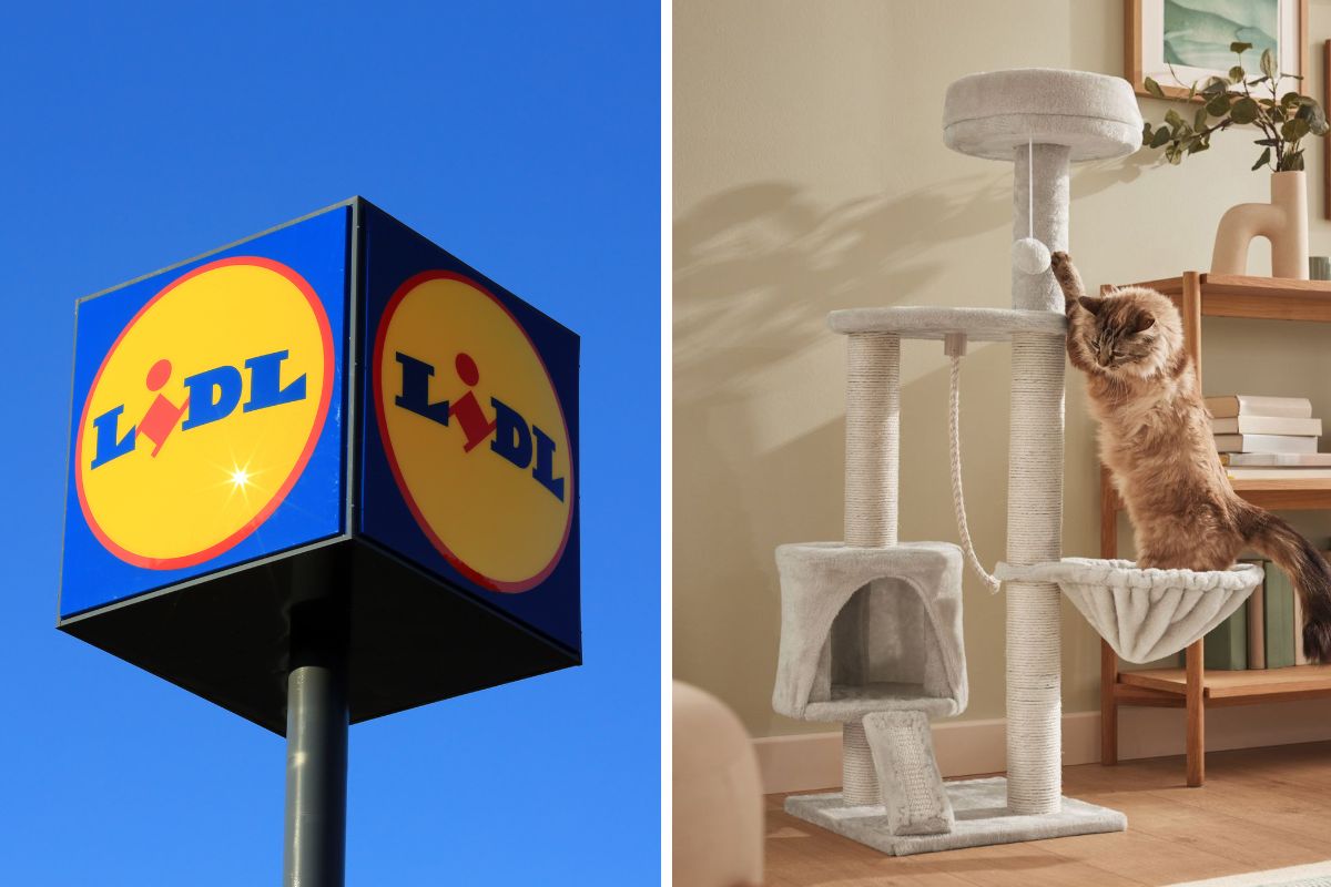 lidl torre tiragraffi zoofari