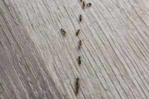mosche e formiche trappole naturali