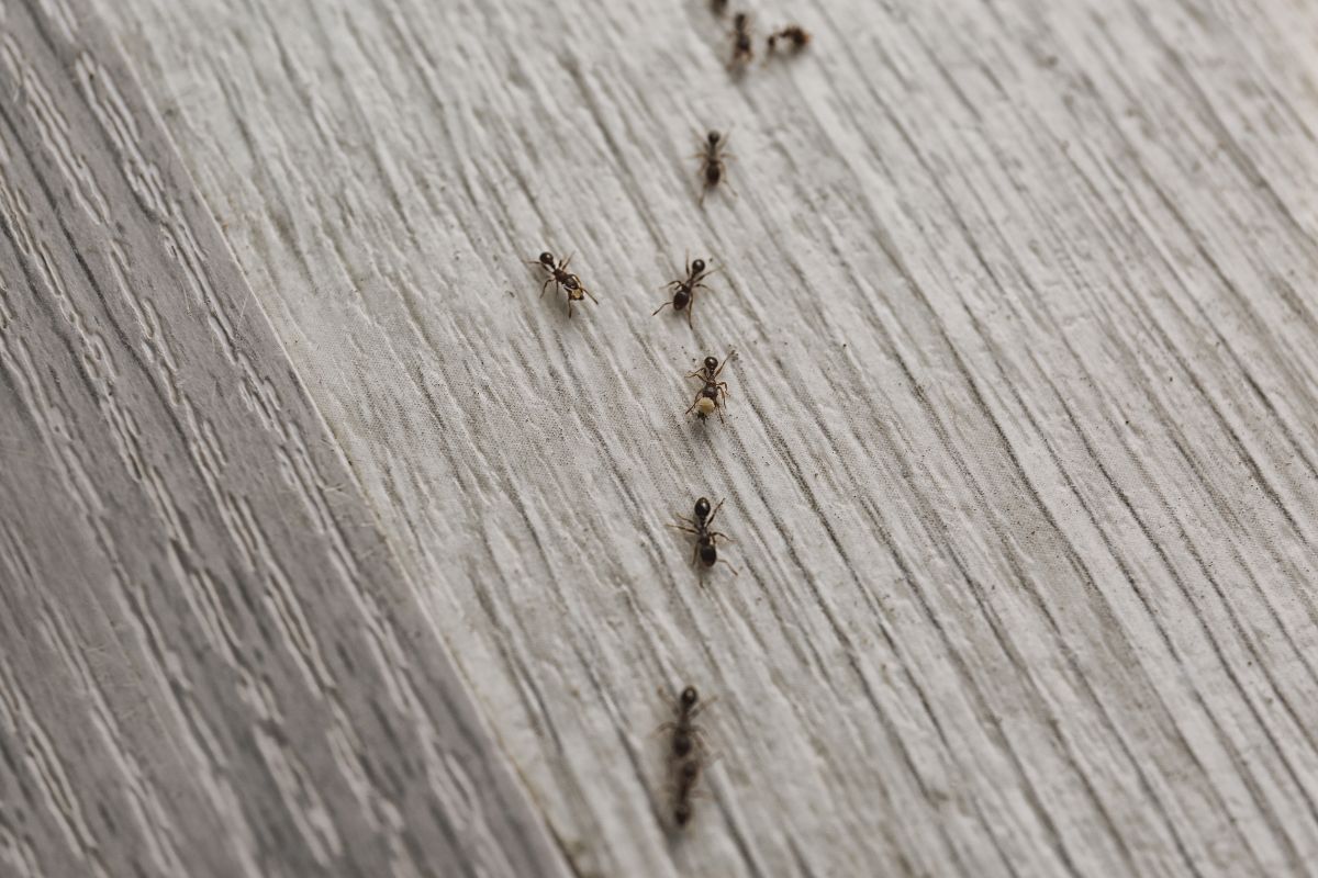 mosche e formiche trappole naturali