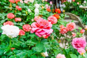 come far fiorire sempre le rose