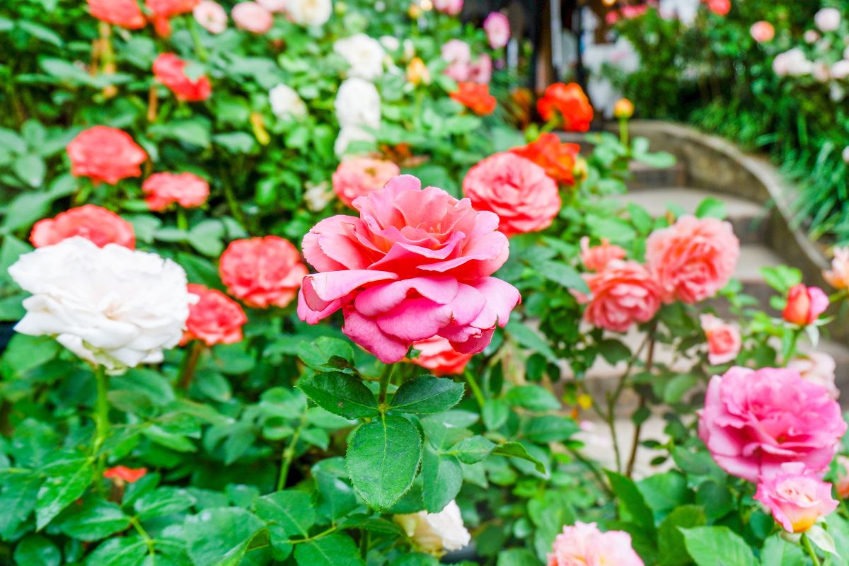 come far fiorire sempre le rose