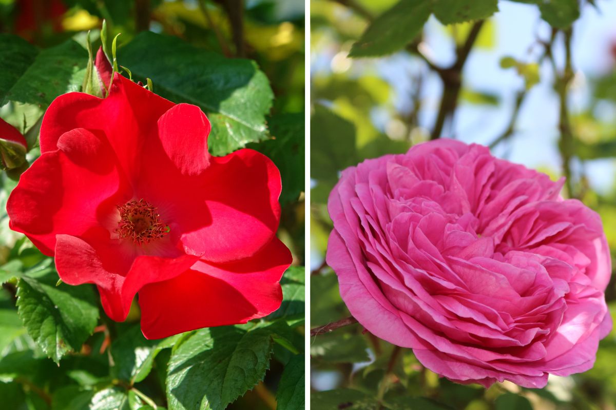 rose resistenti in inverno