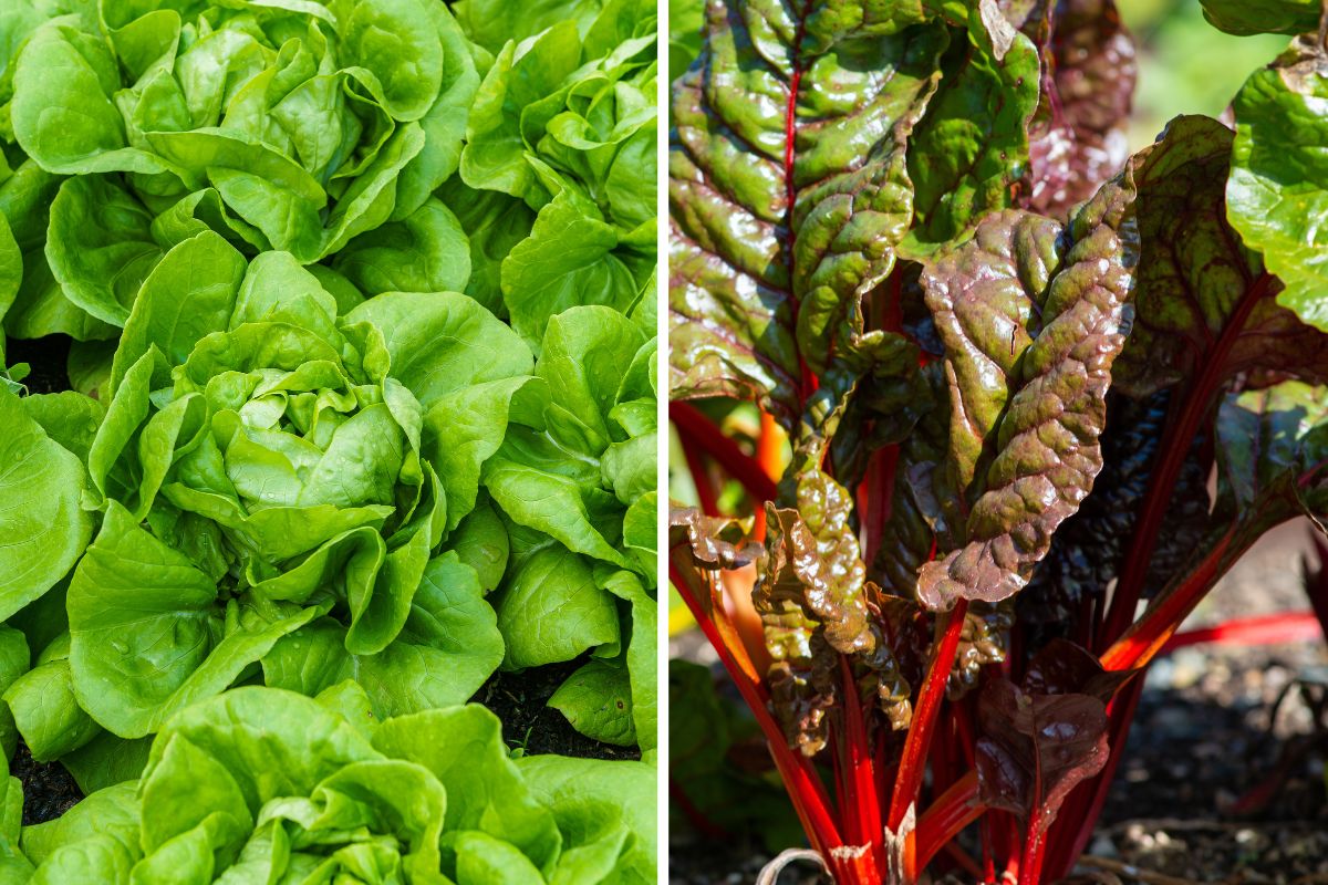 agosto in balcone verdure a crescita veloce
