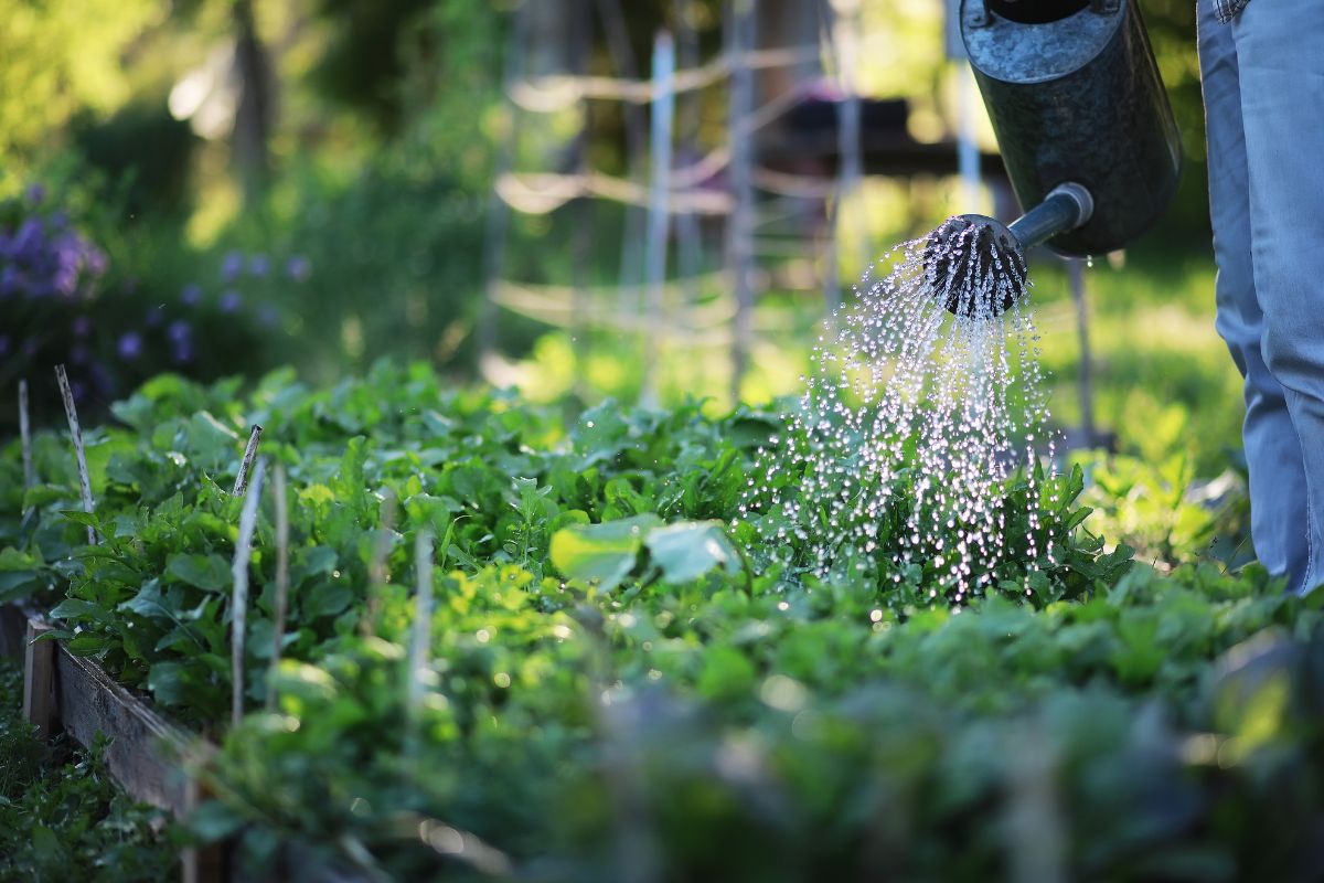 verdure da seminare ad agosto